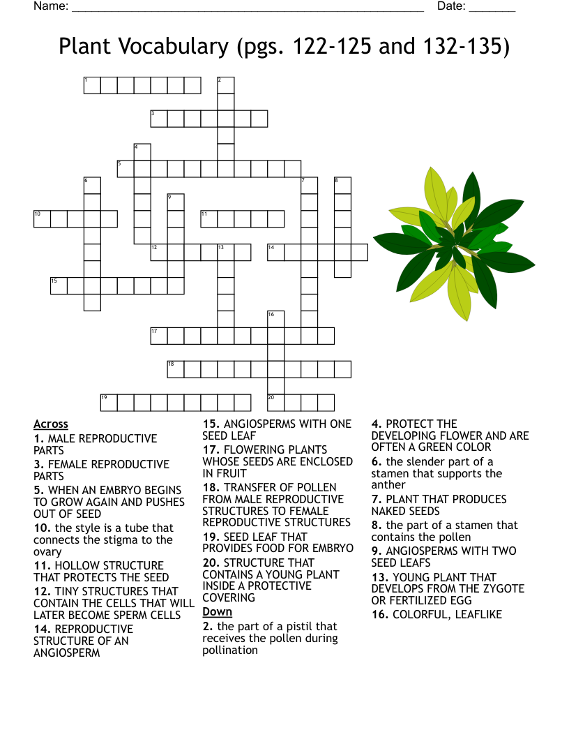 Seed Germination Crossword WordMint
