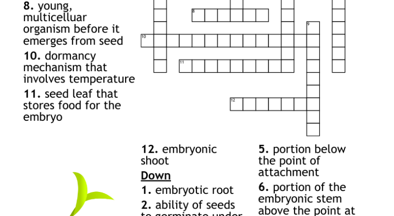 Seed Germination Crossword WordMint