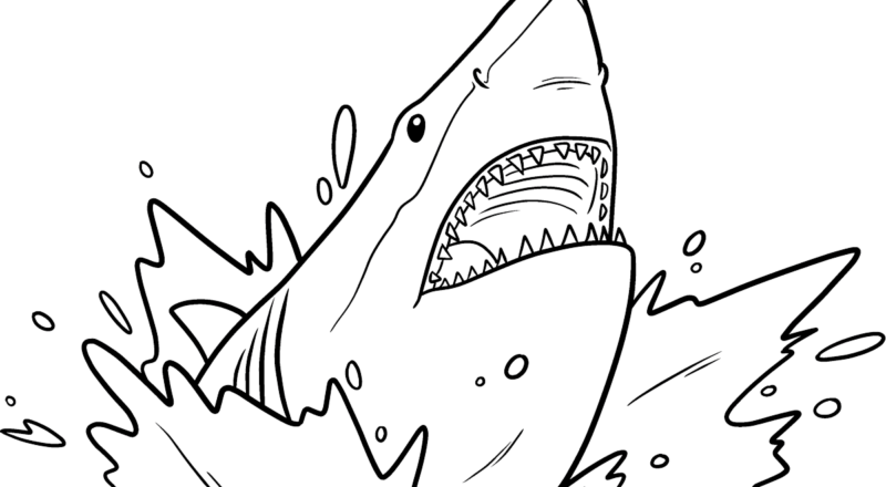 Shark Head Coloring Page Easy Drawing Guides