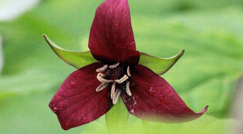 Showy Flower Crossword Clue 6 Letters