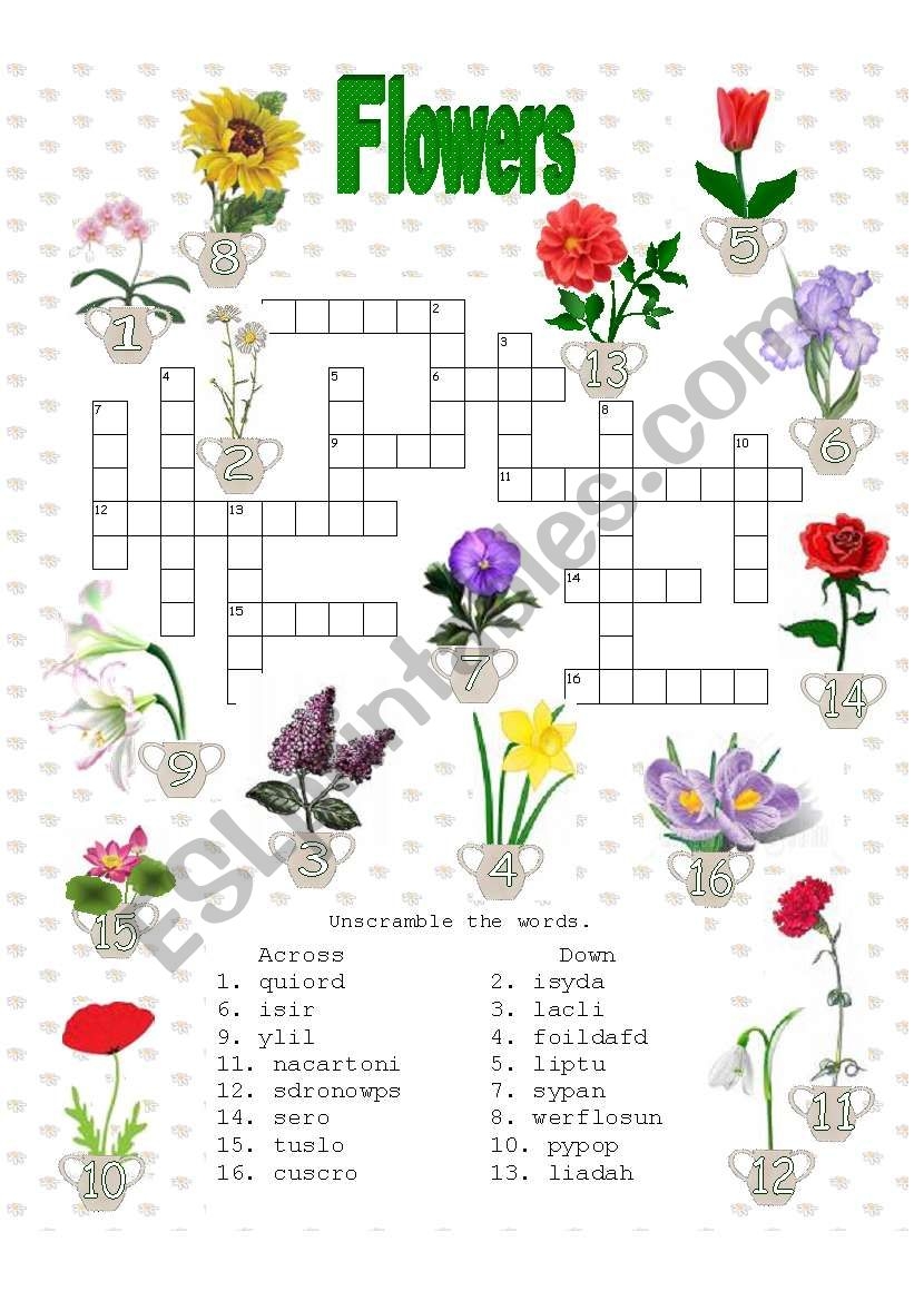 Showy Flower Crossword Clue 6 Letters Letters Showy Flower Crossword Clue 6 Letters Letters