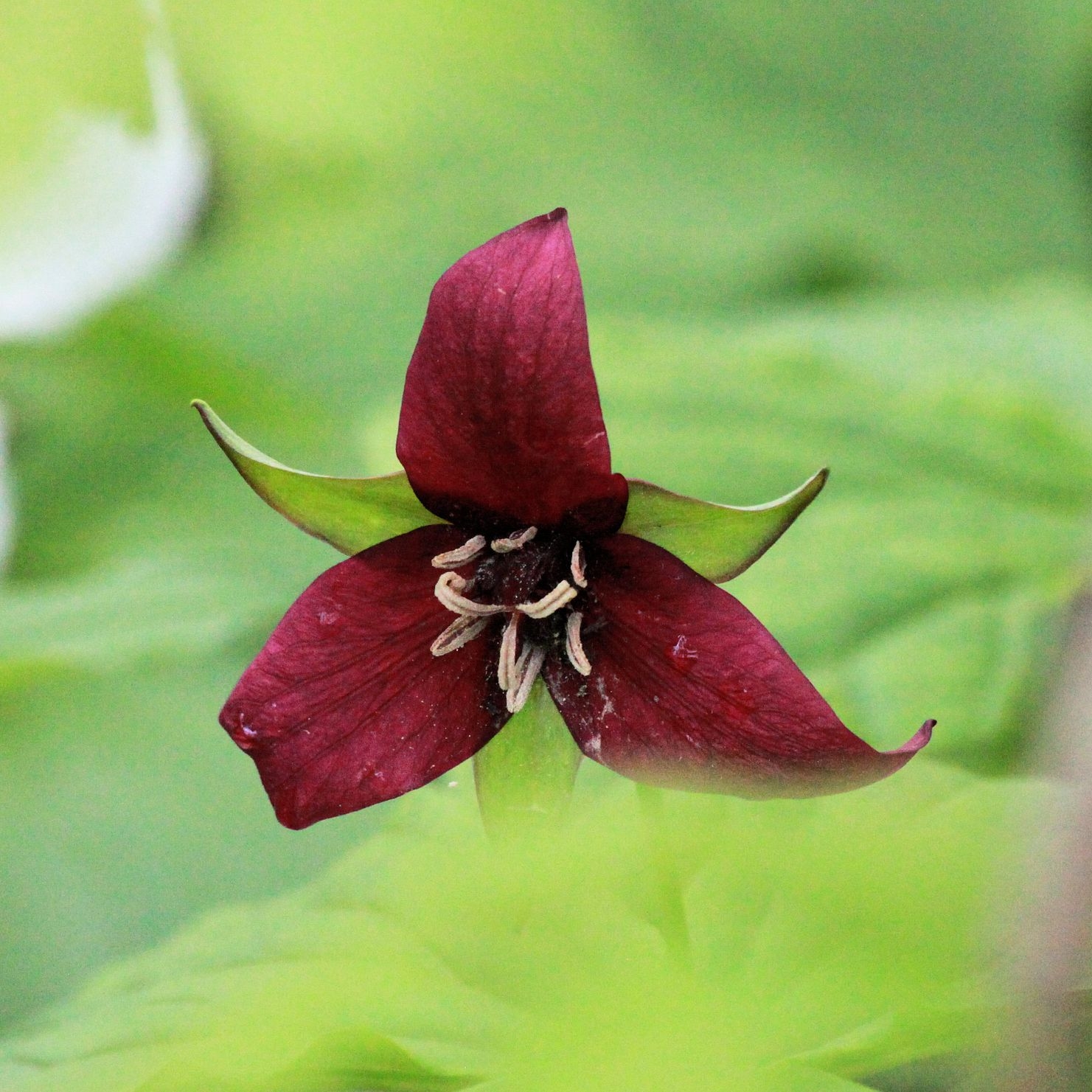 Showy Flower Crossword Clue 6 Letters Showy Flower Crossword Clue 6 Letters