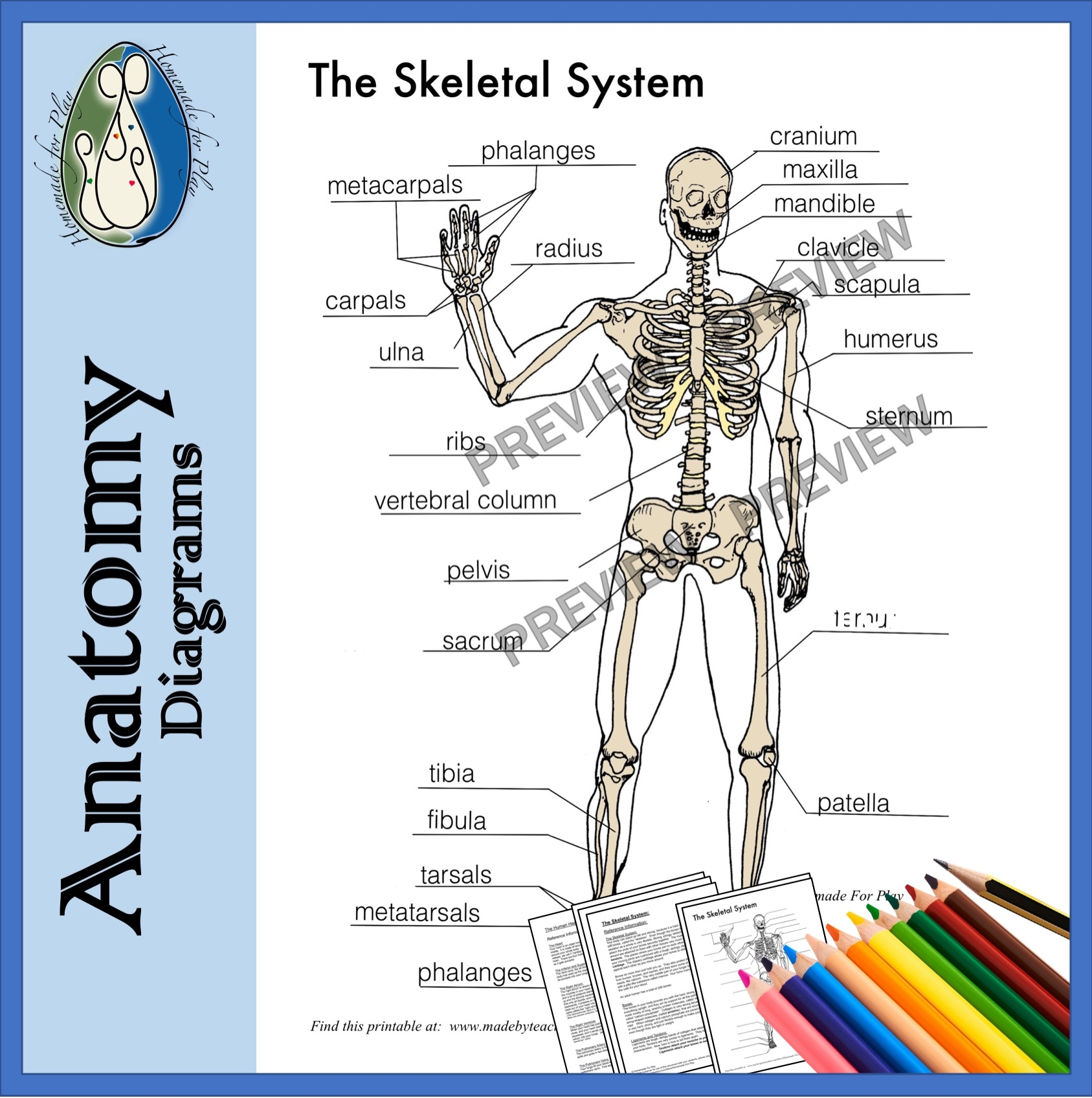 Skeletal System Diagrams To Label And Color With Reference Information And Charts Made By Teachers Skeletal System Diagrams To Label And Color With Reference Information And Charts Made By Teachers