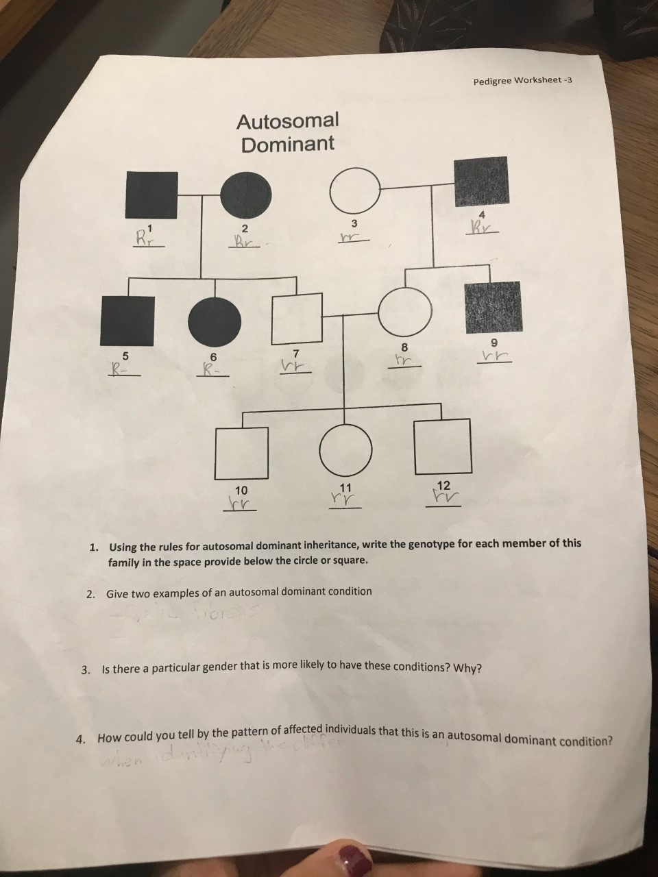 Solved Pedigree Worksheet 3 Autosomal Dominant O Rr Bi 2 Chegg Solved Pedigree Worksheet 3 Autosomal Dominant O Rr Bi 2 Chegg
