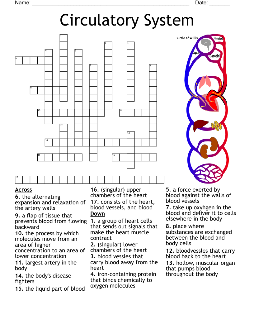 Structure Of The Heart Crossword WordMint