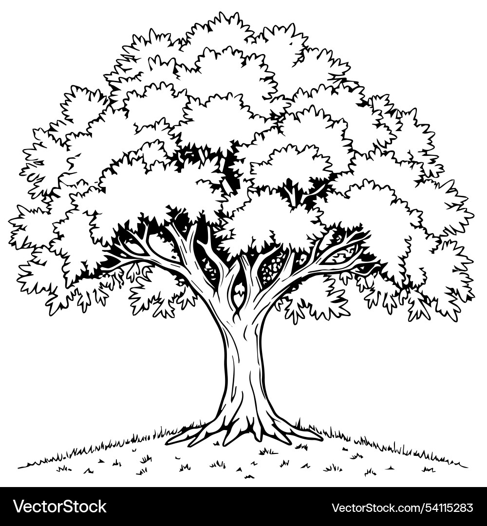 Sycamore Tree Coloring Page Design Royalty Free Vector VectorStock Sycamore Tree Coloring Page Design Royalty Free Vector VectorStock