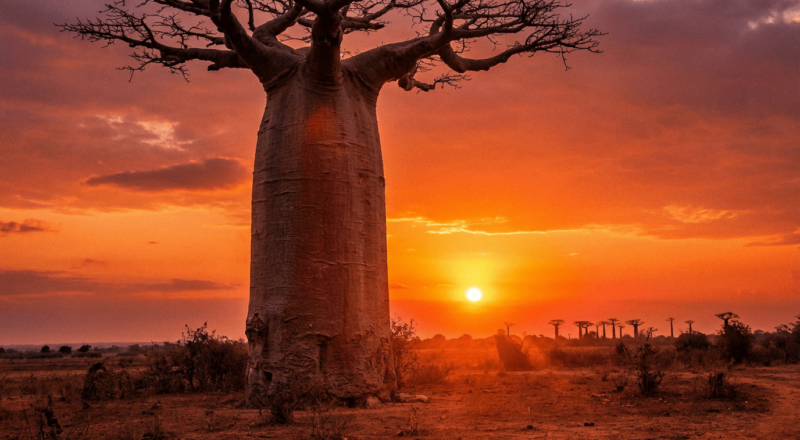 The Curious Case Of The Madagascar Tree Crossword Clue