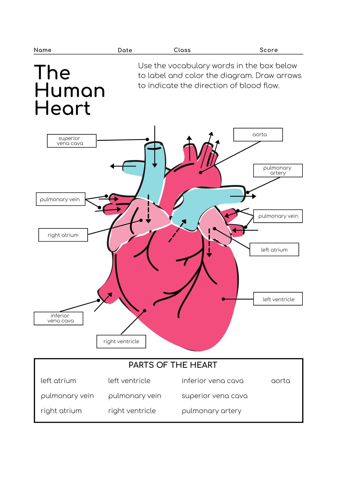 The Human Heart Labelling Worksheet Teaching Resources The Human Heart Labelling Worksheet Teaching Resources