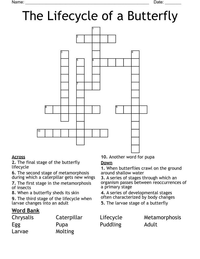 The Lifecycle Of A Butterfly Crossword WordMint The Lifecycle Of A Butterfly Crossword WordMint
