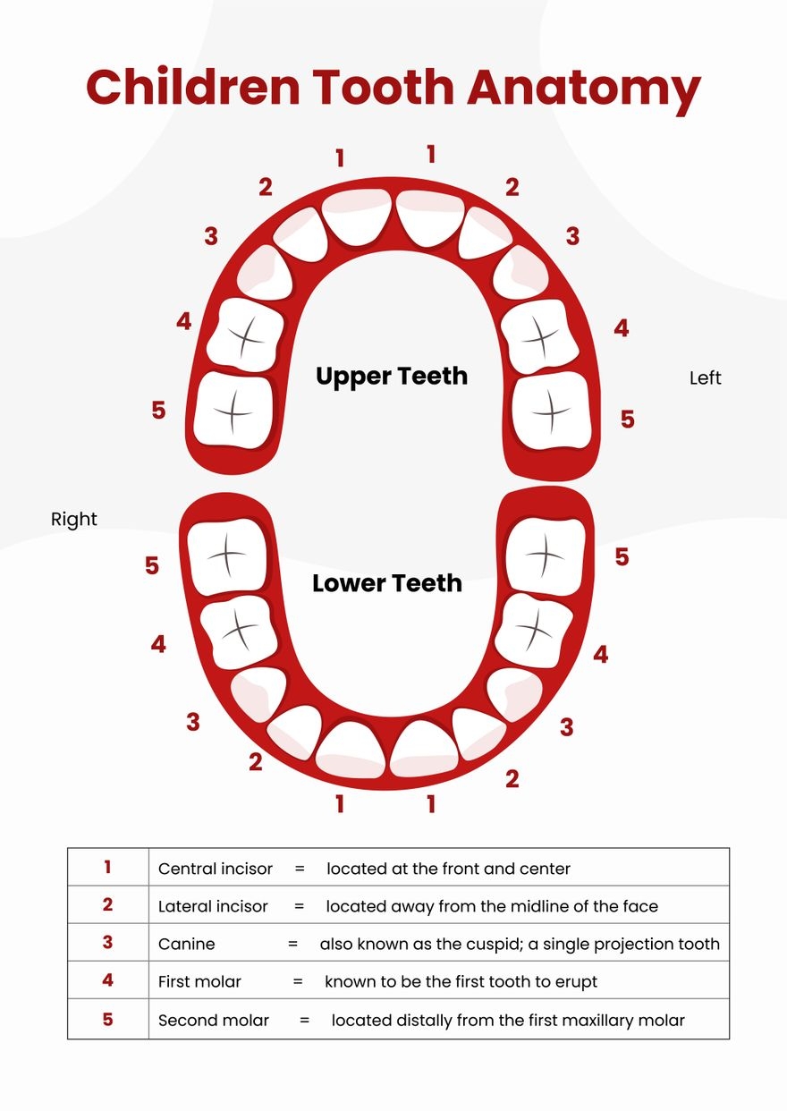 printable tooth chart printable tooth chart