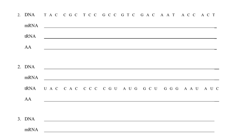 Transcription And Translation Worksheet