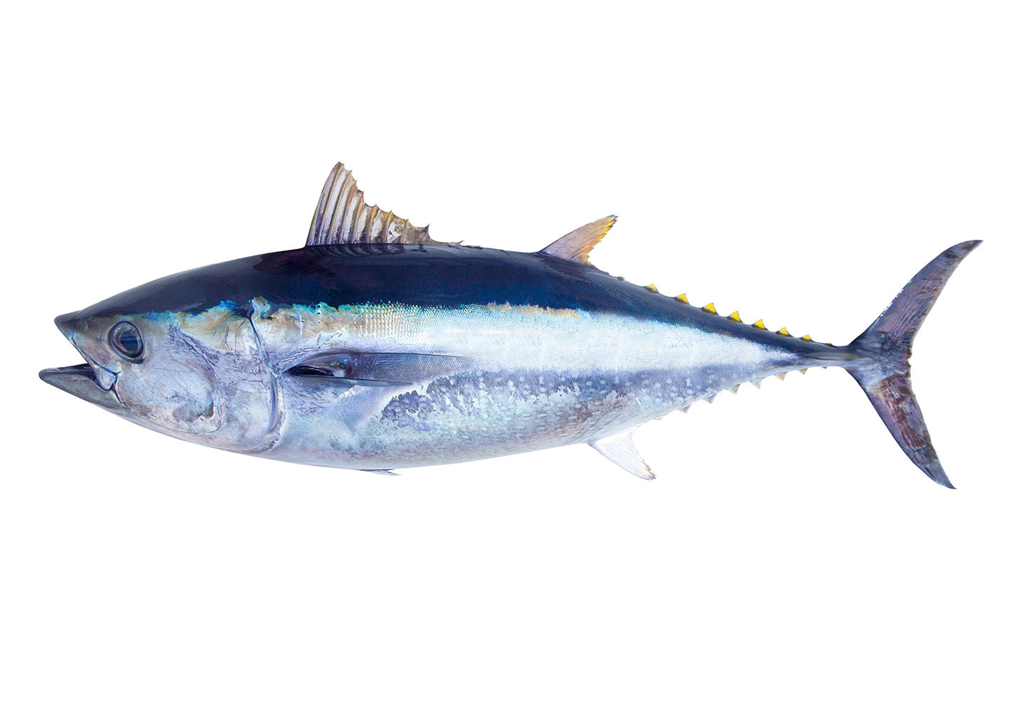 Tuna Found In A Sushi Bar Crossword Clue