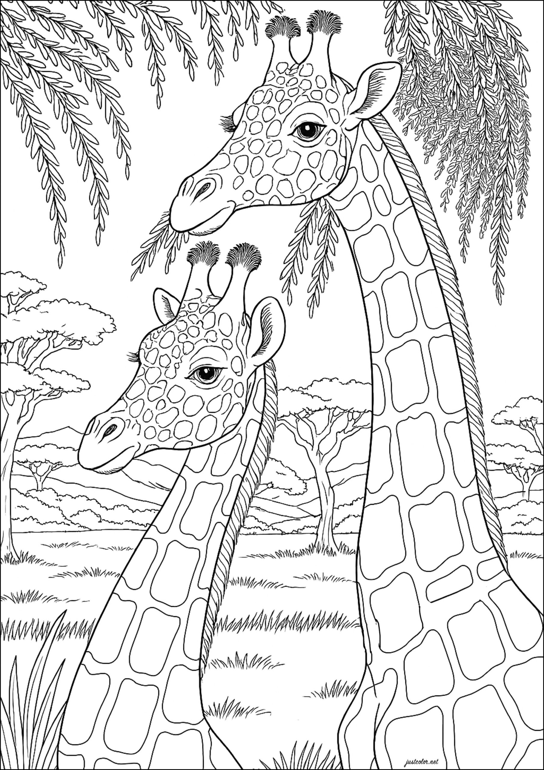 Two Magnificent Giraffes Looking In The Same Direction Giraffes Coloring Pages For Adults Two Magnificent Giraffes Looking In The Same Direction Giraffes Coloring Pages For Adults
