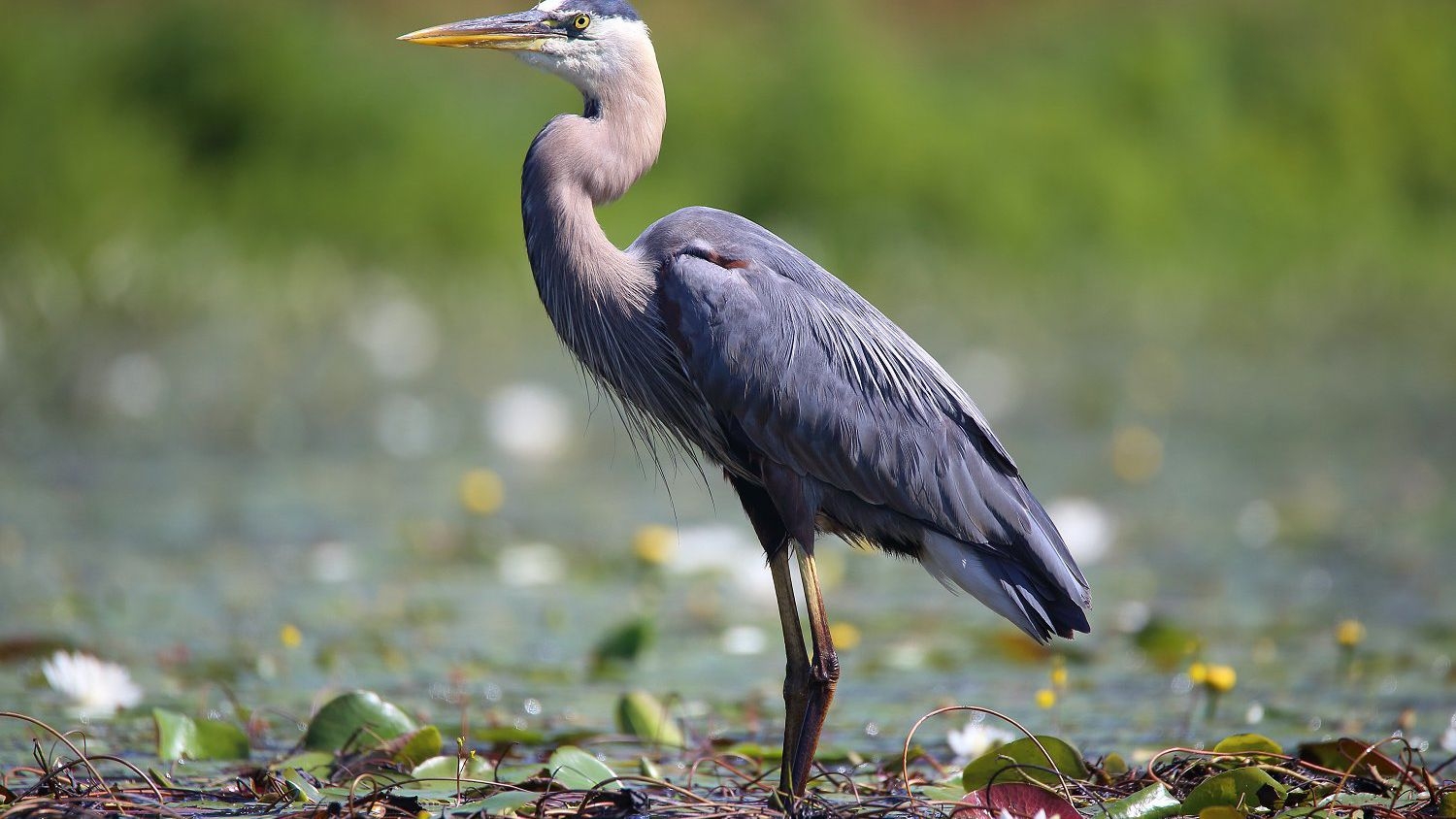 Wading Bird Crossword Wading Bird Crossword