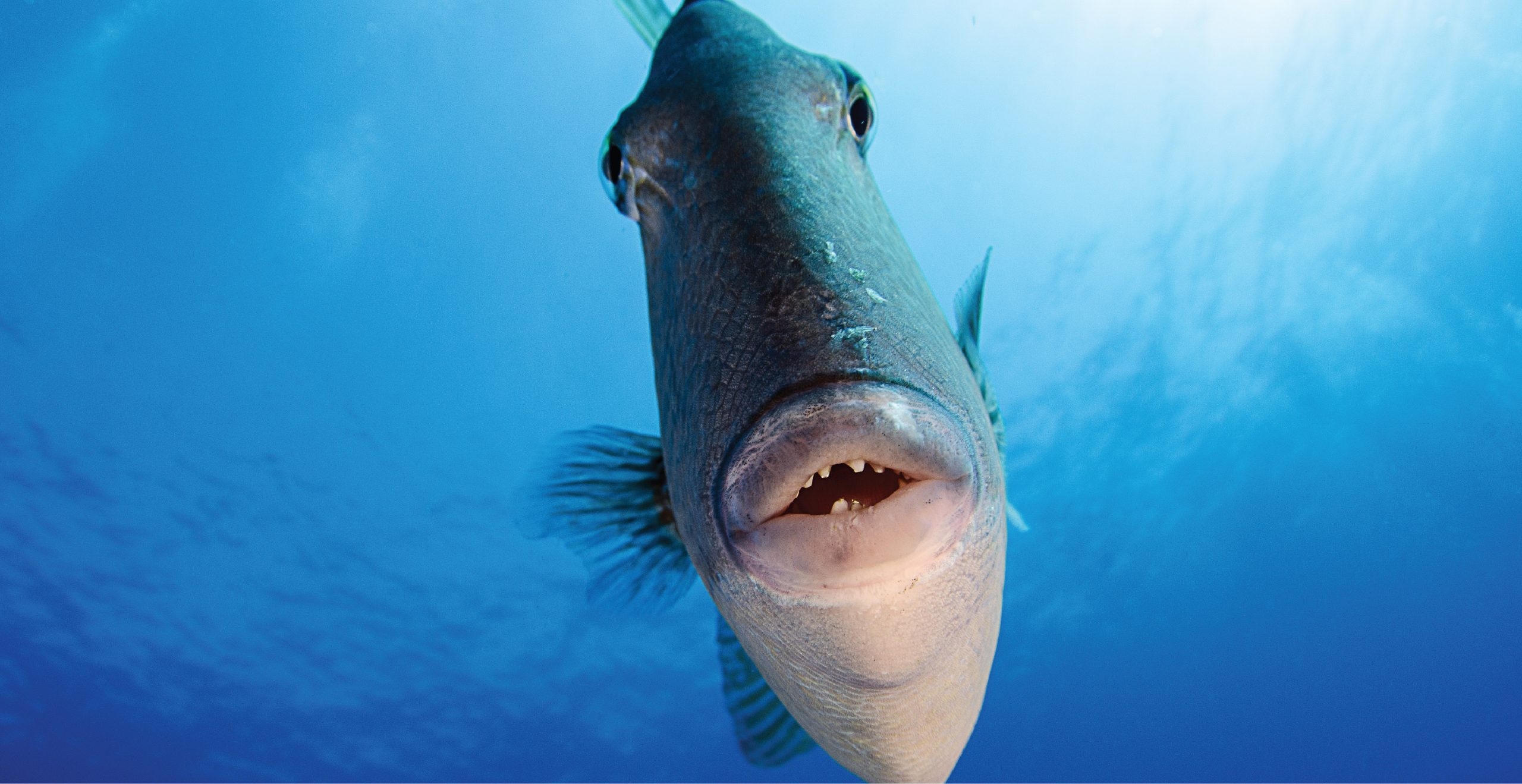 small plates of fish crossword clue small plates of fish crossword clue