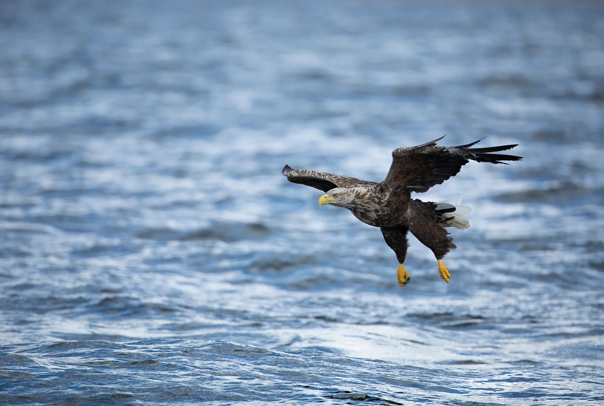 White Tailed Eagle Facts Haliaeetus Albicilla